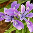 50 Flower Seeds  Purple Oregon Iris Tenax Toughleaf Iris      #LMES2