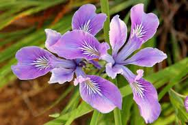 50 Flower Seeds  Purple Oregon Iris Tenax Toughleaf Iris      #LMES2
