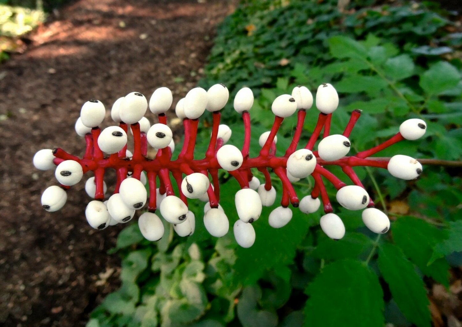 10 Doll's Eyes Flower Seeds White  Cohosh Actaea Pachypoda Alba   #LMES2
