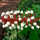 10 Doll's Eyes Flower Seeds White  Cohosh Actaea Pachypoda Alba   #LMES2