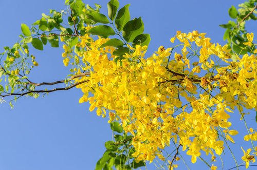 15 Flower Seeds Golden Shower Tree Gold Rush Yellow Cassia Fistula  #LMES2