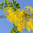 15 Flower Seeds Golden Shower Tree Gold Rush Yellow Cassia Fistula  #LMES2