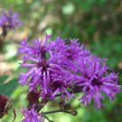 250 Flower Seeds Purple Ironweed Vernonia Fasciculata     #LMES2