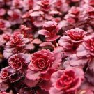 50 Flower Seeds Red Dragons Blood Sedum Stonecrop, easy to grow   #LMES2