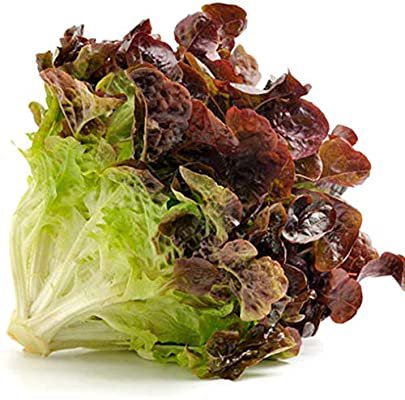 500 vegetable seeds ruby red Leaf Lettuce      #IEB47