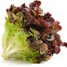 500 vegetable seeds ruby red Leaf Lettuce      #IEB47