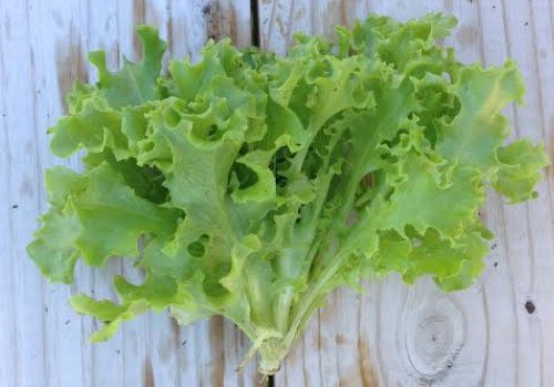 500 vegetable seeds Leaf Lettuce, easy to grow     #IEB47