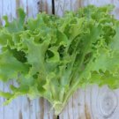 500 vegetable seeds Leaf Lettuce, easy to grow     #IEB47