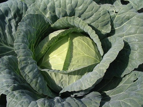 150 vegetable seeds cabbage brunswick, easy to grow    #IEB47