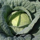 150 vegetable seeds cabbage brunswick, easy to grow    #IEB47