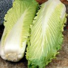 150 vegetable seeds Cabbage Chinese Michili       #IEB47
