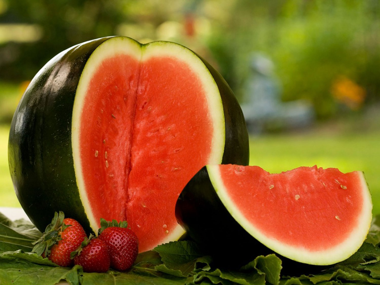 25 fruit seeds Watermelon Sugar Baby , easy to grow   #IEB47