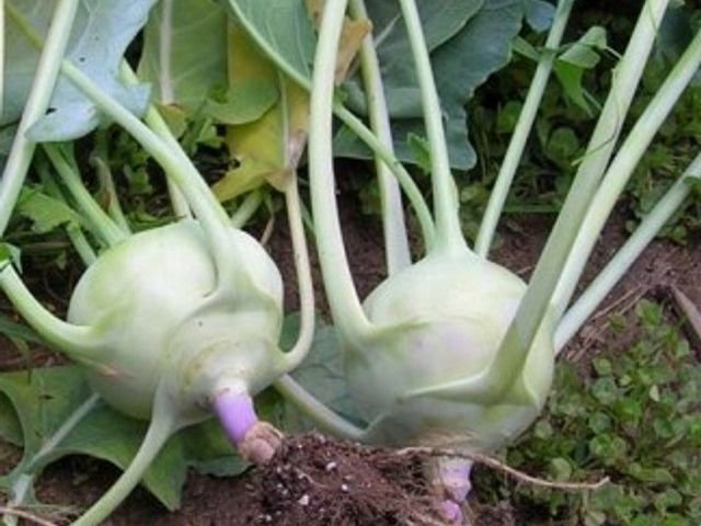 100 vegetable seeds Kohlrabi White Vienna      #IEB47