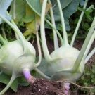 100 vegetable seeds Kohlrabi White Vienna      #IEB47