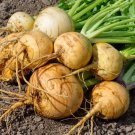 100 vegetable seeds Turnip  Golden Ball       #IEB47