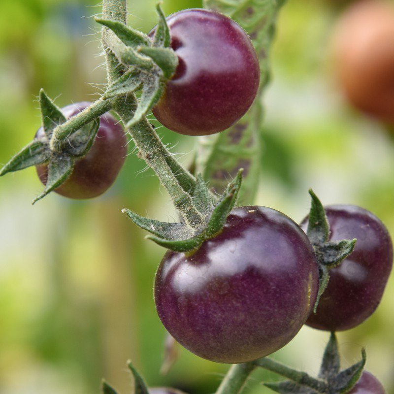 25 vegetable seeds Blue Berries Tomato   #IEB41