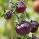 25 vegetable seeds Blue Berries Tomato   #IEB41