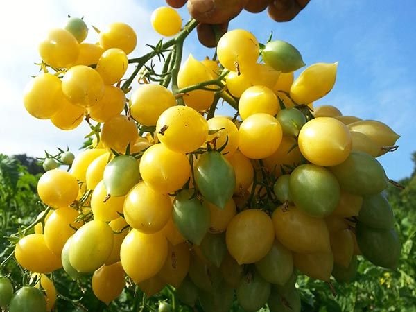 Yellow Barry's Crazy Cherry Tomato 25 Seeds    #IEB41