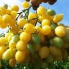 Yellow Barry's Crazy Cherry Tomato 25 Seeds    #IEB41
