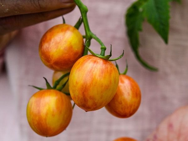 25  vegetbale seeds Sunrise Bumblebee Cherry Tomato   #IEB41