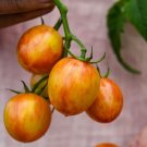 25  vegetbale seeds Sunrise Bumblebee Cherry Tomato   #IEB41