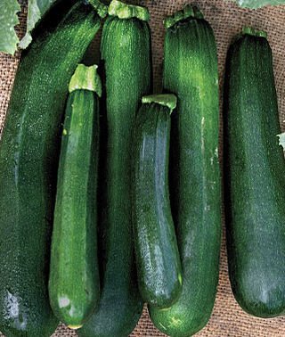 20 vegetable seeds Zucchini Black Garden    #IEB48