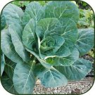 800 seeds Collard Green  variated #IEB48