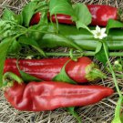 50 vegetable seeds giant Pepper  numex Big Jim    #IEB48