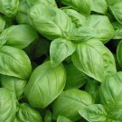 300 seeds Genovese Basil,  Easy To Grow    #IEB48