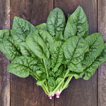 80 vegetable seeds Spinach Bloomsdale Long Standing    #IEB48