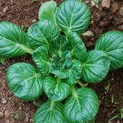 700 vegetable seeds Tatsoi   Spinach Mustard     #IEB48