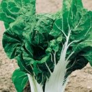150 seeds Swiss Chard Large White Ribbed Chard, easy to grow       #IEB48