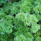 500 seeds Parsley   Variety Great for Herb Garden      #IEB48