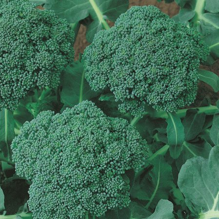 500 vegetable seeds Broccoli Waltham, easy to grow    #IEB48