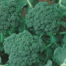 500 vegetable seeds Broccoli Waltham, easy to grow    #IEB48