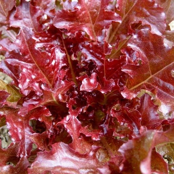 500 seeds Red Bowl Lettuce, Great for Salads    #IEB48