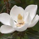 30  flower seeds Southern Magnolia, easy to grow  #IEB49