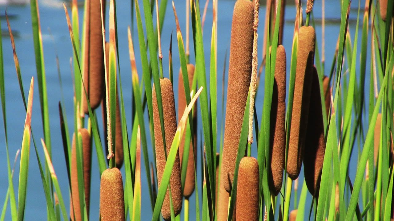 2000 seeds Cattail fresh    #IEB49