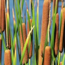 2000 seeds Cattail fresh    #IEB49