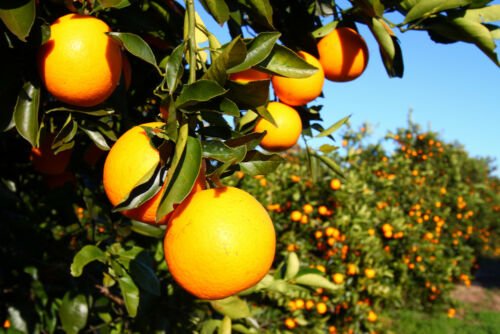 5 seeds Florida Orange fresh     #IEB49