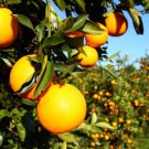 5 seeds Florida Orange fresh     #IEB49
