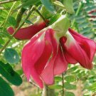10 seeds Scarlet Wisteria   fresh      #IEB49