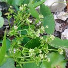 20 seeds Pennywort, easy to grow       #IEB49