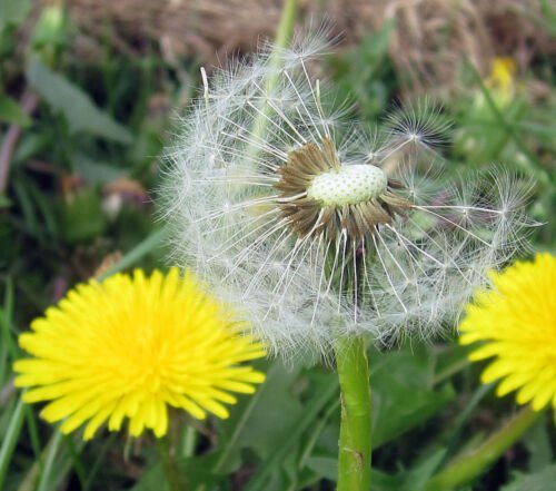 250 seeds Dandelion fresh, easy to grow    #IEB49