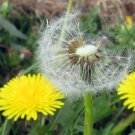250 seeds Dandelion fresh, easy to grow    #IEB49
