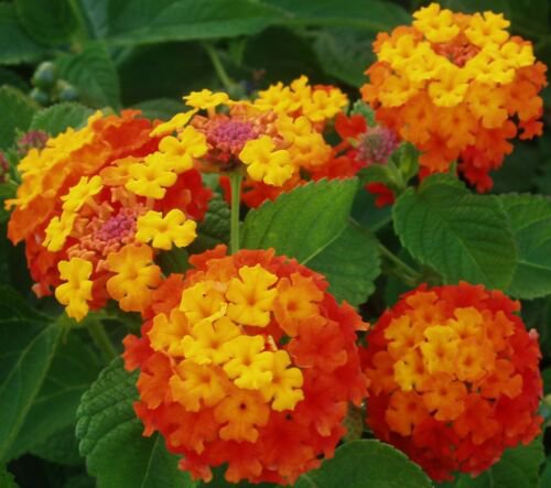 10 flower seeds Lantana orange , easy to grow   #IEB49
