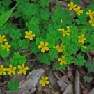 50 flower seeds Yellow Woodsorrel, easy to grow  #IEB49