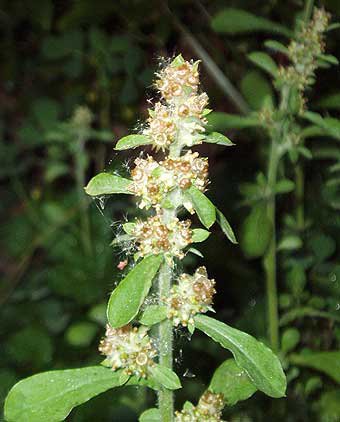 100 seeds Wandering Cudweed fresh     #IEB49