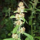 100 seeds Wandering Cudweed fresh     #IEB49