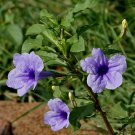 10 flower seeds Ruellia Tuberosa purple    #IEB49